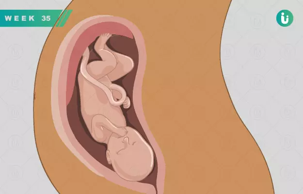 गर्भावस्था का 35वां सप्ताह - Pregnancy in 35th week in Hindi