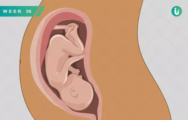 गर्भावस्था का 36वां सप्ताह - Pregnancy in 36th week in Hindi