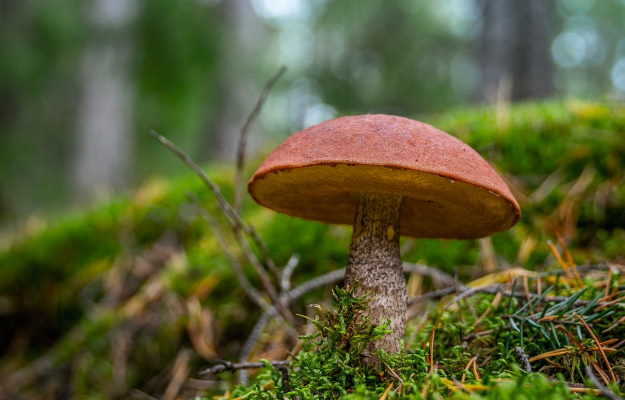 Psilocybin-and-psychotherapy combination more effective than current depression medicines: study