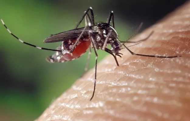 डब्ल्यूएचओ ने मलेरिया को लेकर जारी की रिपोर्ट, अफ्रीकी देशों में गंभीर स्थिति लेकिन भारत में सुधरे हालात