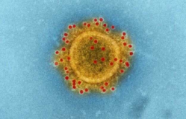 कोविड-19: इस नए एंटीवायरल ड्रग से महज 24 घंटों में समाप्त हुआ कोरोना वायरस का ट्रांसमिशन