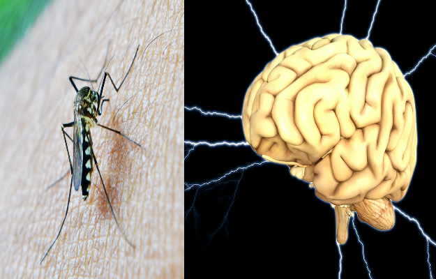 सेरिब्रल मलेरिया मस्तिष्क को कैसे करता है प्रभावित, इस 100 साल पुराने रहस्य का वैज्ञानिकों ने किया खुलासा