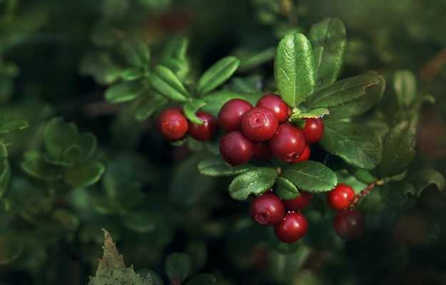 Cranberry: Nutrition facts, benefits and side effects