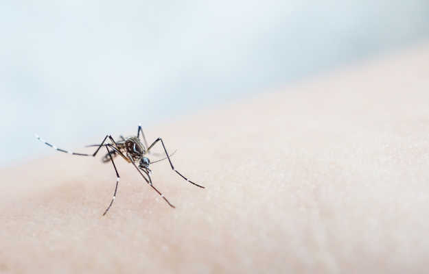 Dengue platelet count normal range
