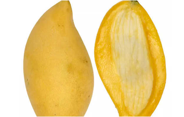 आम की गुठली के फायदे और नुकसान - Mango kernel benefits and side effects in Hindi