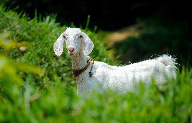 बकरी के घी के फायदे - Goat ghee benefits in Hindi