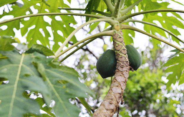 कच्चे पपीते के फायदे और नुकसान - Benefits and side effects of unripe papaya in Hindi