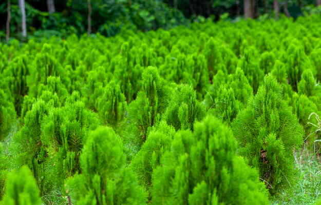 झाऊ के फायदे और नुकसान - Benefits and side effects of tamarix dioica in Hindi