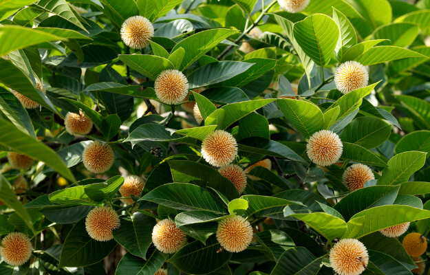 कदम के पेड़ के लाभ व नुकसान - Kadam (Burflower) tree benefits and side effects in Hindi