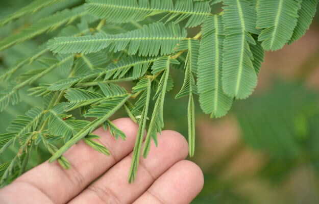 लाजवंती पौधे के फायदे, उपयोग व नुकसान - Lajwanti plant benefits and side effects in Hindi