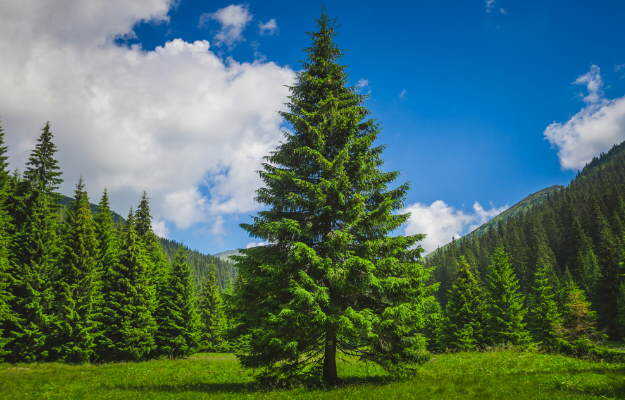 देवदार पेड़ के लाभ, उपयोग व नुकसान - Pine tree benefits, uses and side effects in Hindi