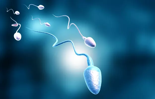 How long does it take sperm to develop?