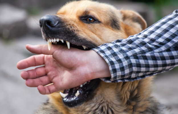 कुत्ते के काटने से कौन से रोग होते हैं? - What diseases are caused by dog bite in Hindi