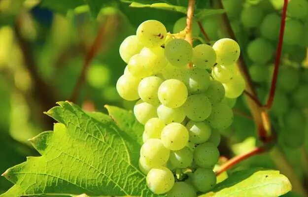 Grapes Benefits and Side Effects