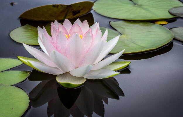 कमल के फूल के फायदे व नुकसान - Lotus benefits and side effects in Hindi