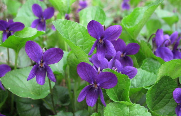 Banafsha (Viola odorata): How This Ancient Herb Can Benefit You