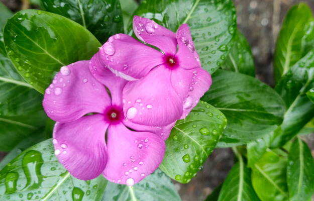 सदाबहार फूल के फायदे व नुकसान - Sadabahar flower benefits and side effects in Hindi