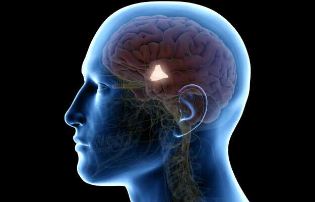 हाइपोथैलेमस किसे कहते हैं, कहां होता है व कार्य - Hypothalamus: What is it, Where is it and Function in Hindi