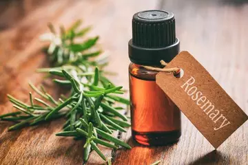 Rosemary Oil for Hair - Benefits and Uses