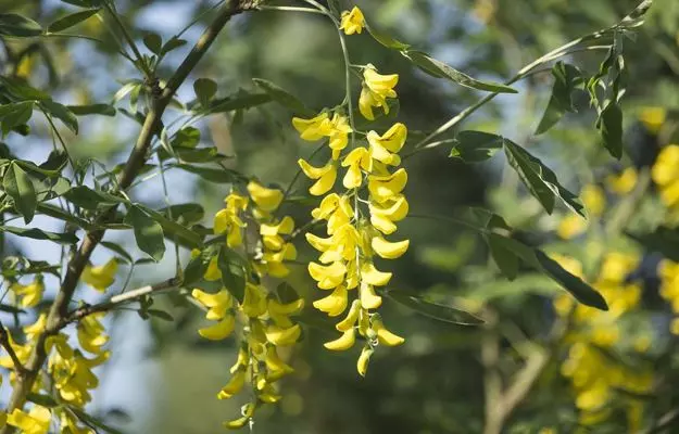 Babool (Thorny acacia): Benefits and side effects
