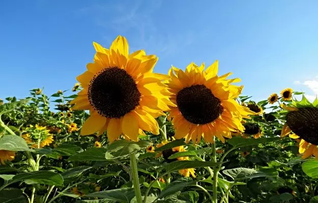 सूरजमुखी के तेल के फायदे और नुकसान - Sunflower Oil Benefits and Side Effects in Hindi