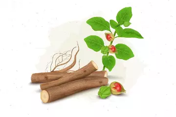 KnowThe Comprehensive Benefits of Ashwagandha for Females