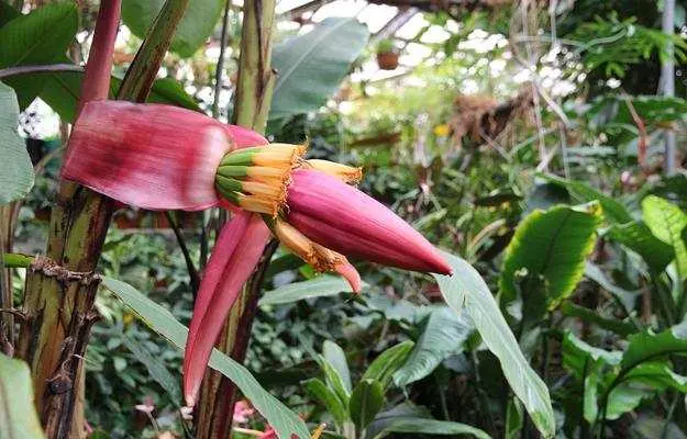 केले के फूल के फायदे - Banana Flower Benefits in Hindi