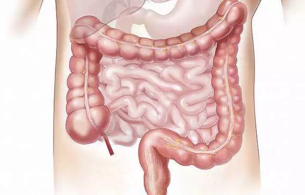 पाचन तंत्र - Digestive system in Hindi