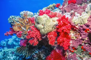 Coral Calcium: Nature's Answer to Bone Health? Understanding its Potential and Risks