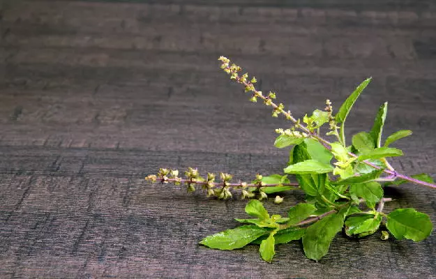 Basil: Nature's Secret Weapon for Radiant and Glowing Skin