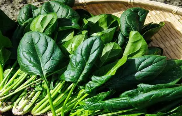 Spinach Recipes for Weight Loss