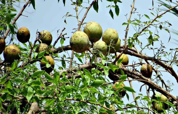 बेल का शरबत बनाने की विधि, कब पीना चाहिए और फायदे - How to make wood apple syrup and its benefits in Hindi
