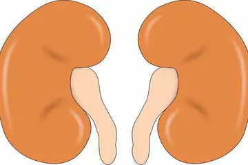 Exploring the Anatomy: How Kidney Stones Cause Pain