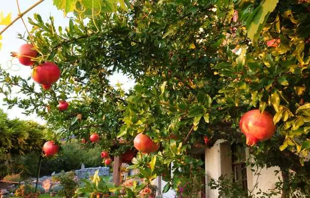 अनार के पत्ते के फायदे  - Pomegranate Leaf Benefits in Hindi