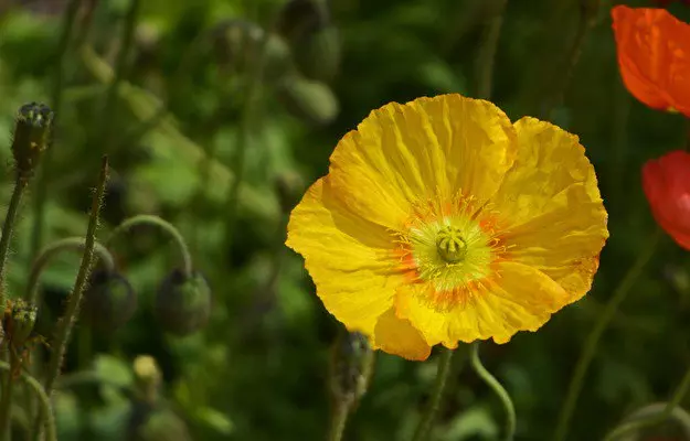 सत्यानाशी के फायदे और नुकसान - Orickly Poppy Benefits and Side Effects in Hindi