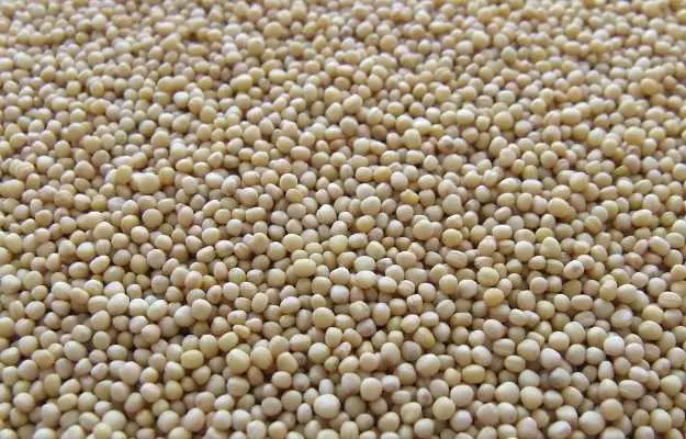 सरसों के बीज के फायदे और नुकसान - Mustard Seeds Benefits and Side Effects in Hindi