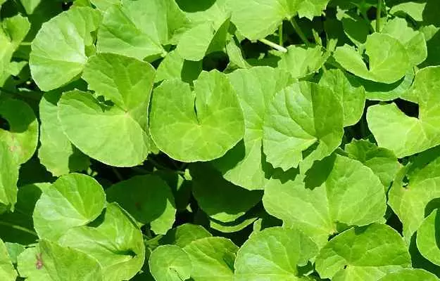 Brahmi Benefits, Uses, Side Effects and Dosage