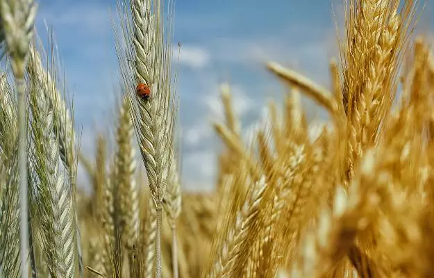 साबुत अनाज के फायदे और नुकसान - Whole Grain Benefits and Side Effects in Hindi