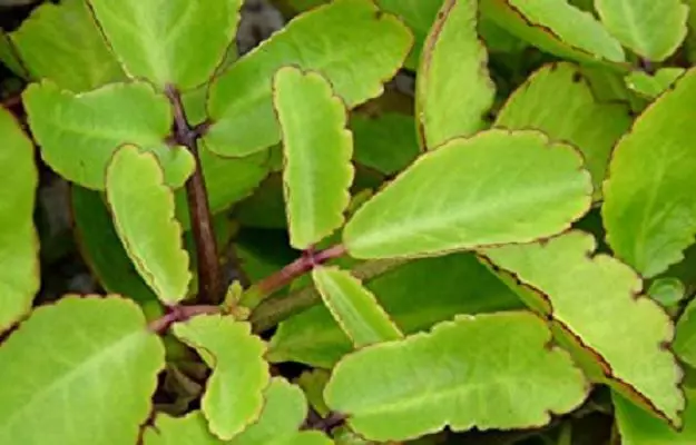 पथरचट्टा के फायदे और नुकसान - Bryophyllum Benefits and Side Effects in Hindi