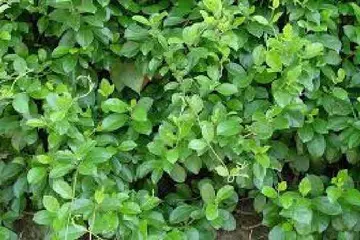 Gudmar (Gymnema Sylvestre): Uses, Advantages, and Precautions