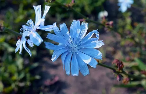 कासनी के फायदे और नुकसान - Chicory Benefits and Side Effects in Hindi