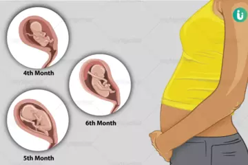 The Second Trimester of Pregnancy: Symptoms, Development, and Tips
