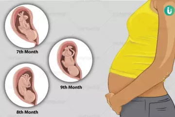 The Third Trimester of Pregnancy: Key Changes and Milestones