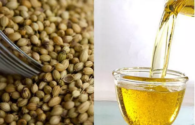 Coriander Oil Benefits and Side Effects