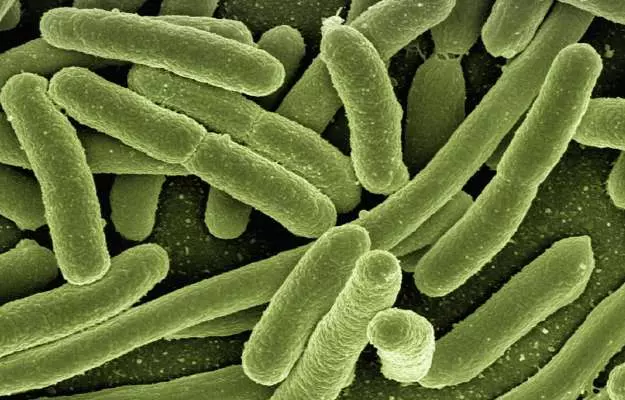 बैक्टीरिया (जीवाणु) क्या है, प्रकार, खोज और संरचना - Bacteria in hindi