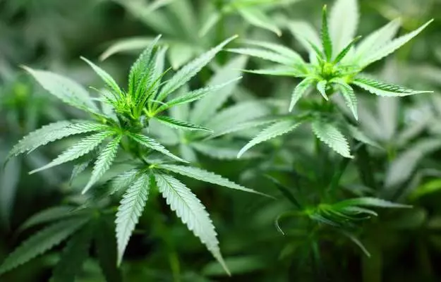 Benefits and side effects of Marijuana