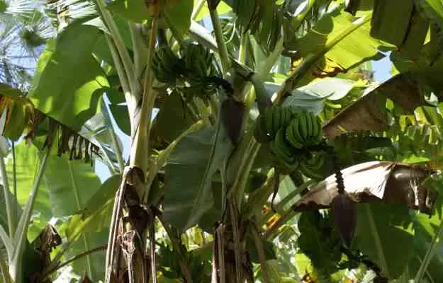 केले की जड़ के फायदे और नुकसान - Banana Root Benefits and Side Effects in Hindi