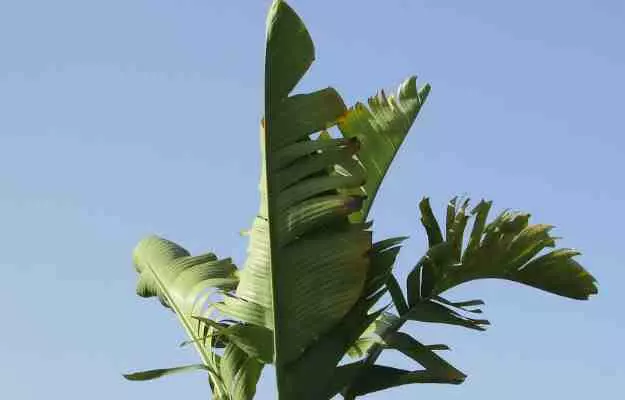 Benefits of banana leaves 
