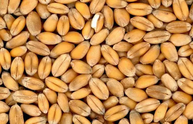 गेहूं खाने के फायदे - Wheat Benefits In Hindi