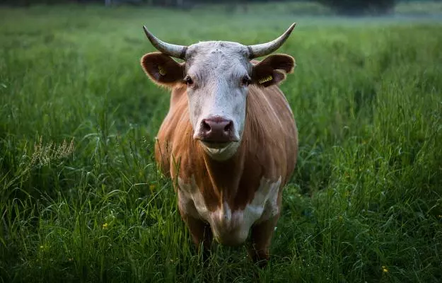 Cow Urine (Gomutra) Benefits, Uses and Side Effects